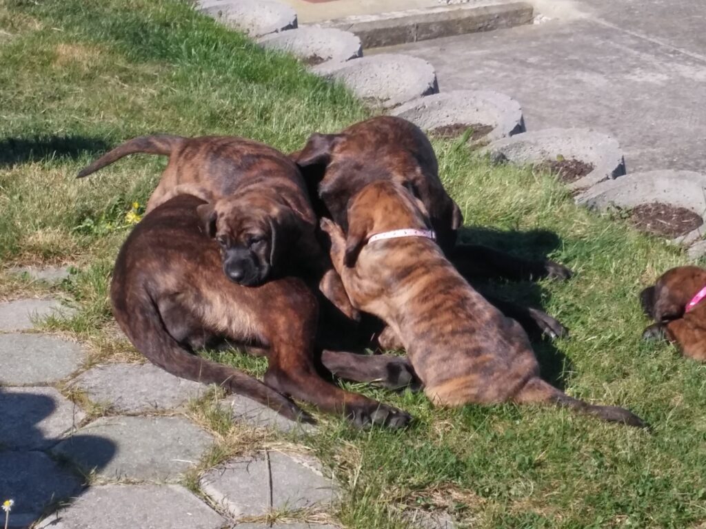 MLadički hanoverski barvar